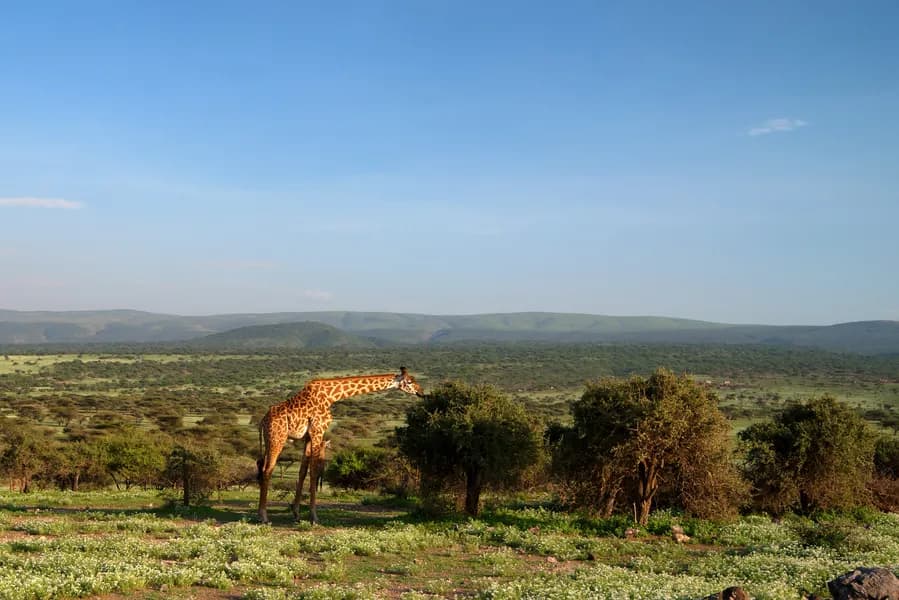 4-Day Kenya Safari – Ngutuni Lodge & Severin Safari Camp