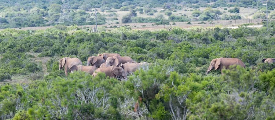 4-Day Tanzania Safari – Tarangire, Ngorongoro & Serengeti National Parks