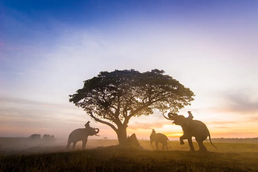 3-Day Tsavo Safari in Kenya – Game Drives & Salt Lick Lodge Stay