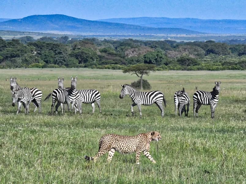 4-Day Tanzania Safari – Tarangire, Ngorongoro & Serengeti National Parks